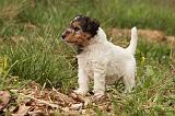 FOX TERRIER 549